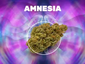 Amnesia Haze CBD weedzy