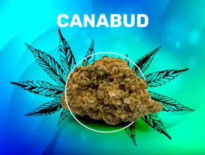 Canabud CBD weedzy