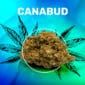 Canabud CBD weedzy