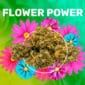 Flower Power CBD weedzy