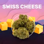 Swiss Cheese CBD