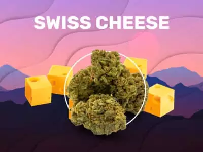 Swiss Cheese CBD