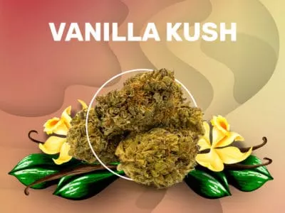 Vanilla Kush CBD weedzy