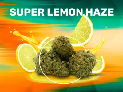 SUPER LEMON HAZE - CBD - Image 1