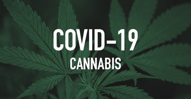 CBD vs COVID19