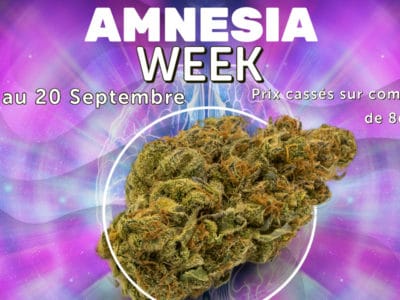 amnesia week weedzy