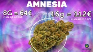 Amnesia week weedzy