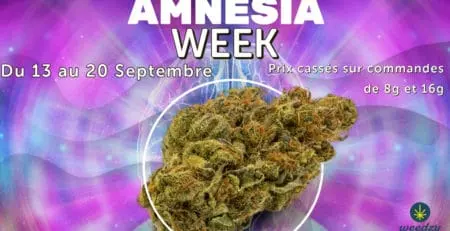amnesia week weedzy