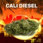 Cali Diesel Weedzy