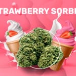 strawberry sorbet CBD weedzy