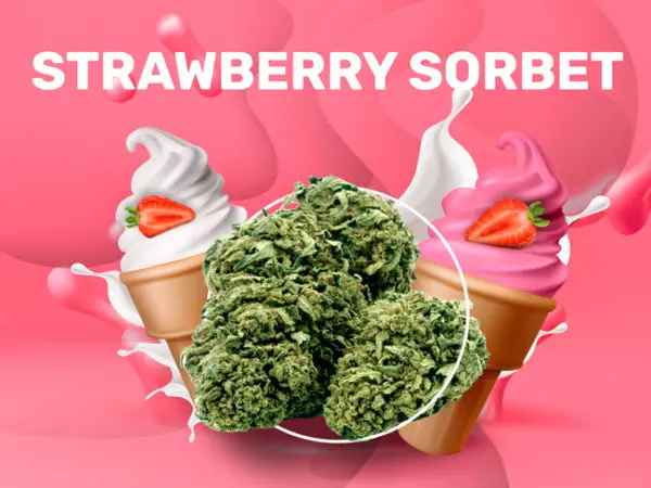 strawberry sorbet CBD weedzy
