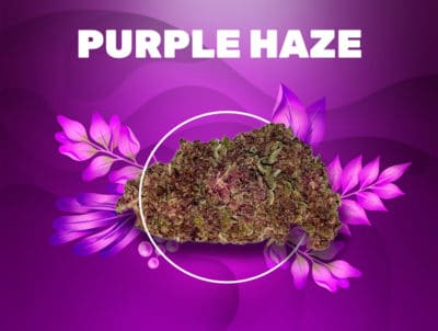 cbd purple haze weedzy