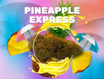 Pineapple express cbd weedzy