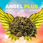 weedzy-angel-plus-trim-pollen