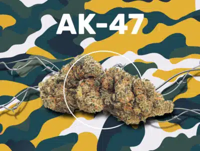 AK 47 - Image 1