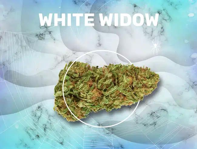 WhiteWidow_Visuel-300K